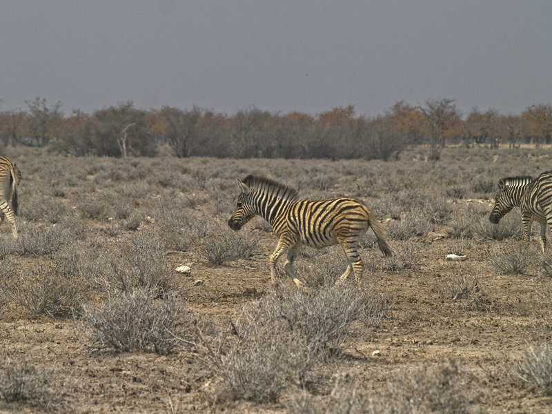 Okaukuejo, Zebra